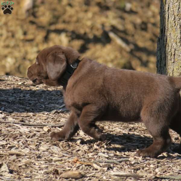 Hope, Chocolate Labrador Retriever Puppy