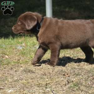 Hope, Chocolate Labrador Retriever Puppy