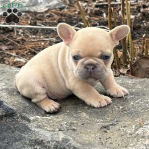 Nitro, French Bulldog Puppy