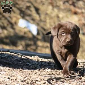 Hope, Chocolate Labrador Retriever Puppy