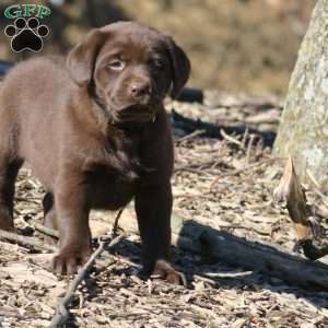 Hope, Chocolate Labrador Retriever Puppy