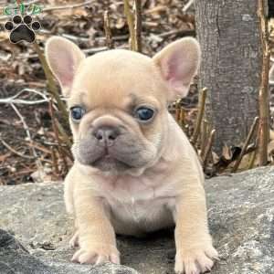 Nitro, French Bulldog Puppy