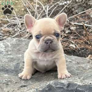 Nitro, French Bulldog Puppy