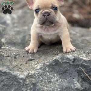 Nitro, French Bulldog Puppy