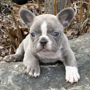 Nick, French Bulldog Puppy