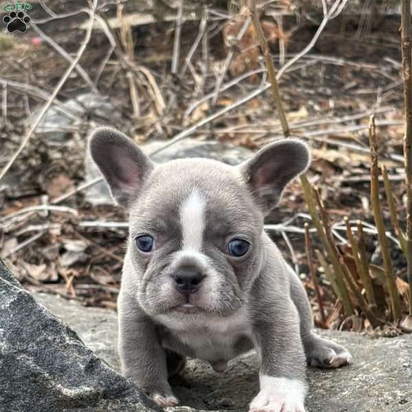 Nick, French Bulldog Puppy