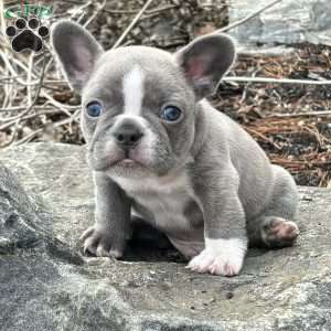 Nick, French Bulldog Puppy