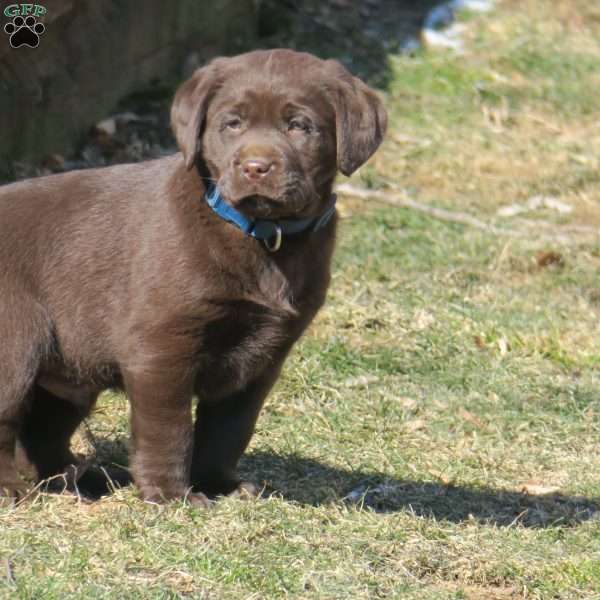 Cooper, Chocolate Labrador Retriever Puppy