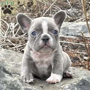 Nick, French Bulldog Puppy