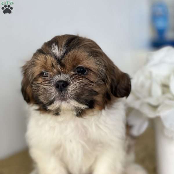 Caramel, Shih Tzu Puppy