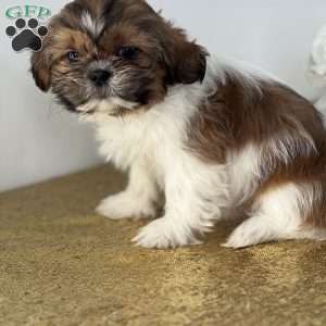 Caramel, Shih Tzu Puppy