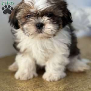 Casper, Shih Tzu Puppy