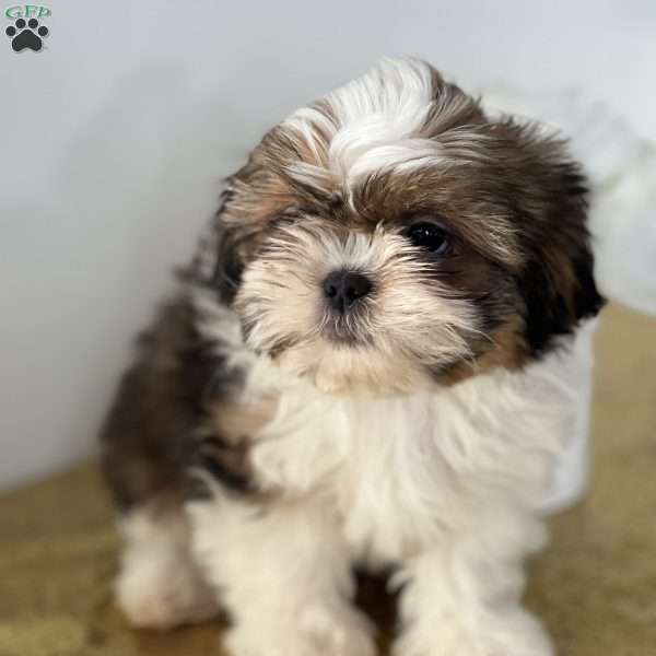 Casper, Shih Tzu Puppy