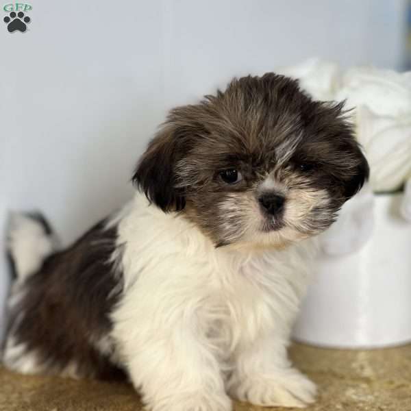 Chino, Shih Tzu Puppy