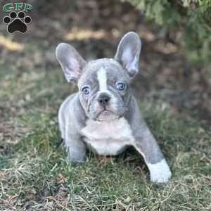 Nick, French Bulldog Puppy