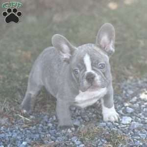 Nick, French Bulldog Puppy