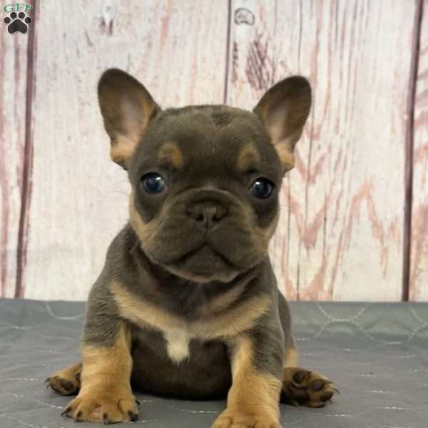 Lilac, French Bulldog Puppy