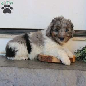 Jackson, Mini Bernedoodle Puppy