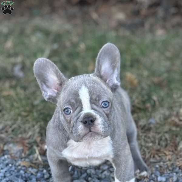 Nick, French Bulldog Puppy