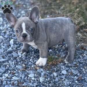 Nick, French Bulldog Puppy