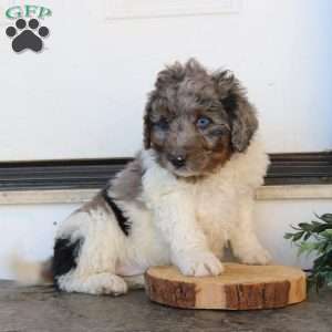 Jackson, Mini Bernedoodle Puppy