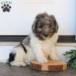 Jackson, Mini Bernedoodle Puppy