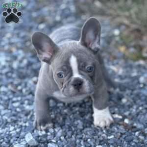 Nick, French Bulldog Puppy