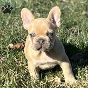 Nitro, French Bulldog Puppy