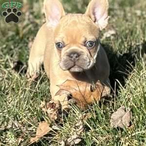 Nitro, French Bulldog Puppy