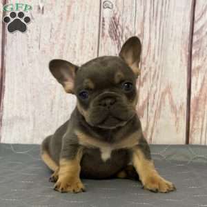 Lilac, French Bulldog Puppy