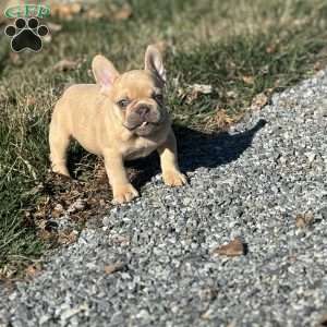 Nitro, French Bulldog Puppy