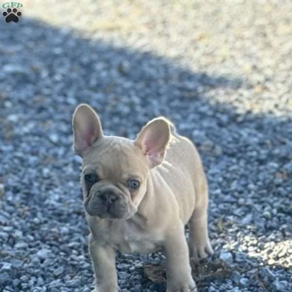 Nitro, French Bulldog Puppy