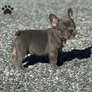 Noah, French Bulldog Puppy