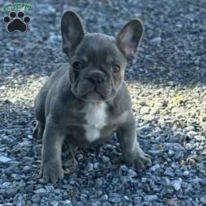 Noah, French Bulldog Puppy