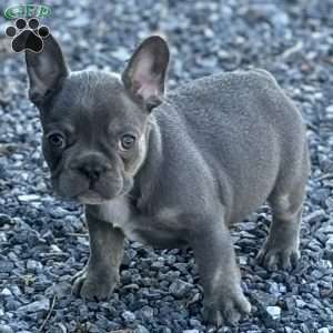 Noah, French Bulldog Puppy