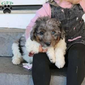 Jackson, Mini Bernedoodle Puppy