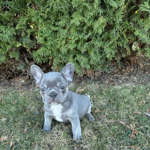 Noah, French Bulldog Puppy