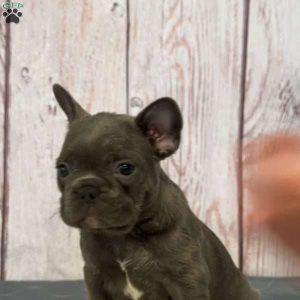 Lars, French Bulldog Puppy