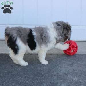 Jackson, Mini Bernedoodle Puppy