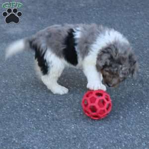 Jackson, Mini Bernedoodle Puppy