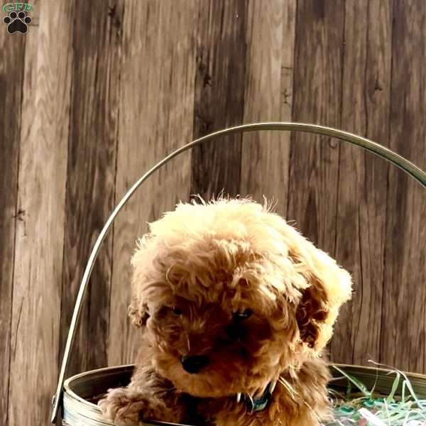 Max – F1b, Cavapoo Puppy