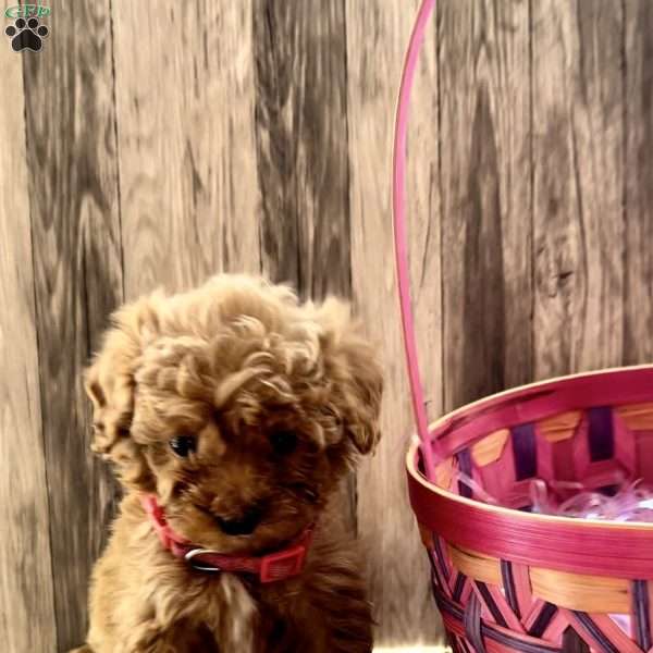 Lucy, Cavapoo Puppy