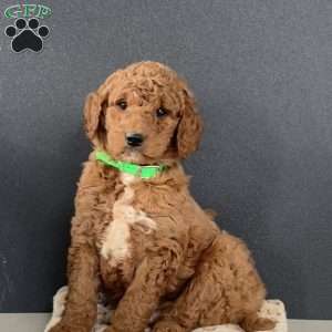 Hank, Goldendoodle Puppy