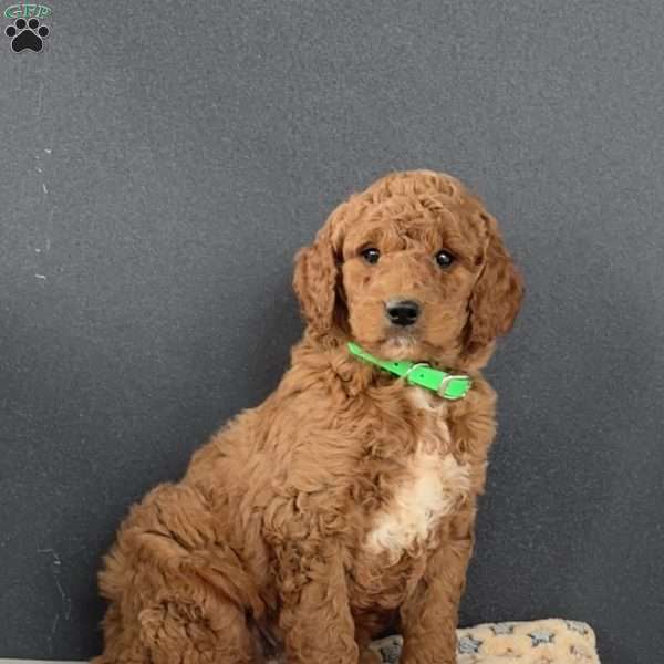 Hank, Goldendoodle Puppy