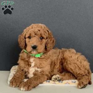 Hank, Goldendoodle Puppy