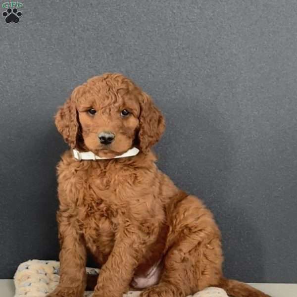 Harvey, Goldendoodle Puppy