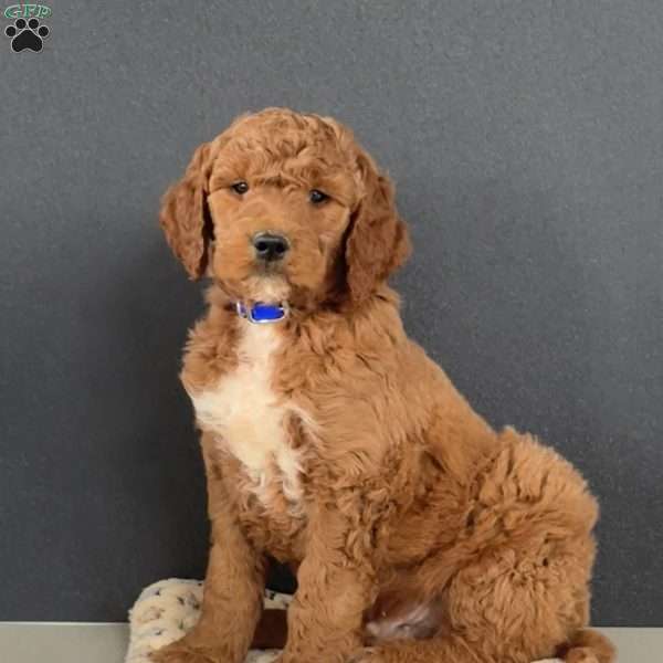 Harley, Goldendoodle Puppy