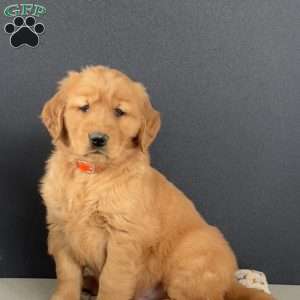 Murphy, Golden Retriever Puppy