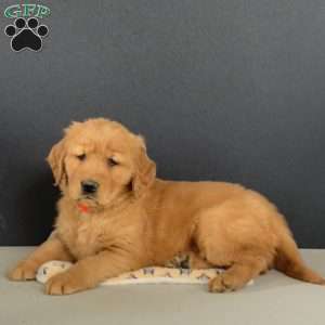 Murphy, Golden Retriever Puppy