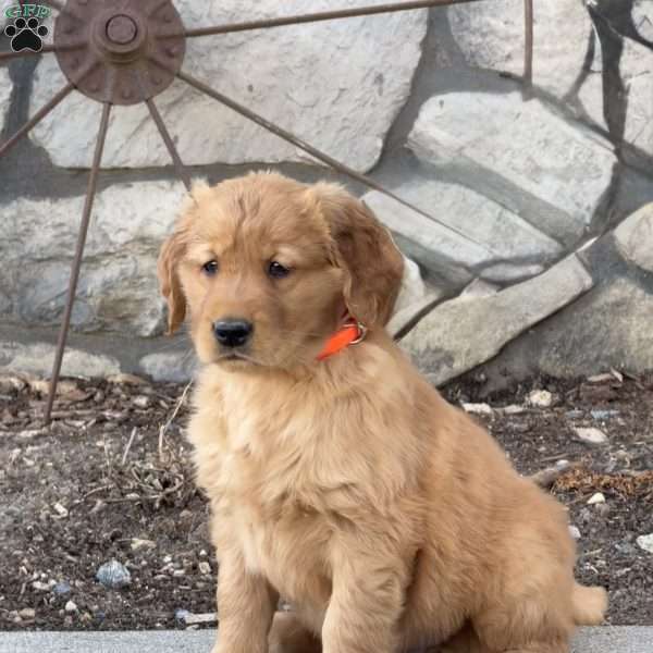 Murphy, Golden Retriever Puppy